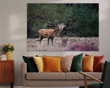 Red deer stag by Gregory & Jacobine van den Top Nature Photography