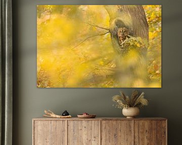 Chouette hulotte dans la forêt d'automne sur Gregory & Jacobine van den Top Nature Photography