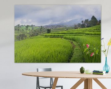 From the rice fields with the mountains in the background by Perry Wiertz