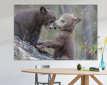 Black bear cubs by Menno Schaefer