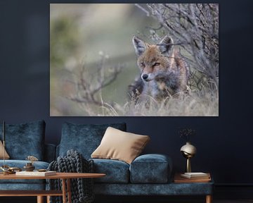 Jeune renard dans son environnement sur Gregory & Jacobine van den Top Nature Photography