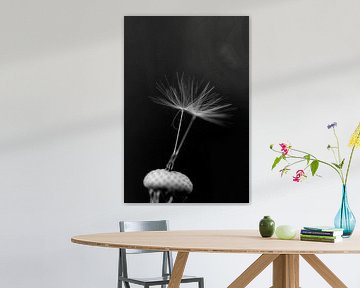 de twee laatste zaadjes van een uitgebloeide paardenbloem die nog vastzitten aan de vrucht