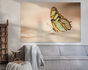 zeer mooie 'gaas' vlinder met transparante vleugels en mooie bruine kleuren