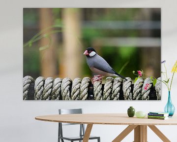 Rijstvogel (Lonchura oryzivora) zit op een touw. van Sharon Steen Redeker