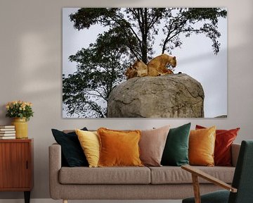 Lionnes (Panthera leo) sur le rocher. sur Sharon Steen Redeker