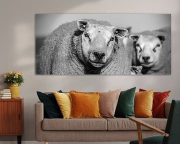 Moutons sur Texel sur Ronald Timmer