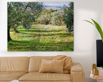 Looking Down The Olive Grove