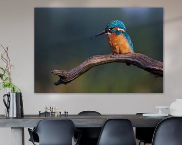 Kingfisher by Kingfisher.photo - Corné van Oosterhout