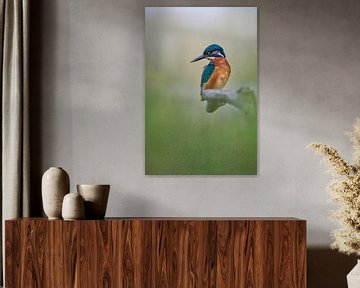 Kingfisher in soft morning light with a dreamy atmosphere