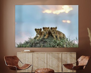 3 lion babies by Robert Styppa