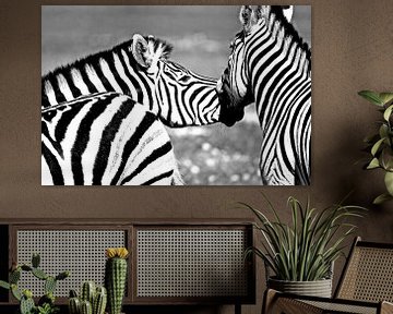 Zebra's in het wild monochroom van Werner Lehmann