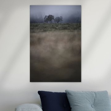 Groep bomen bij vorst