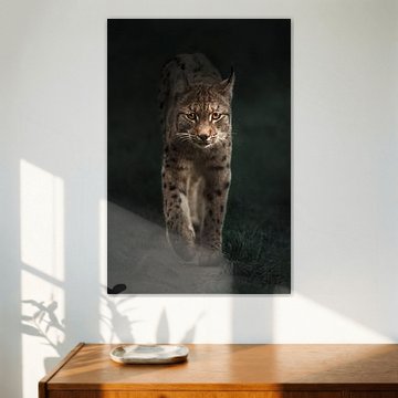 Lynx