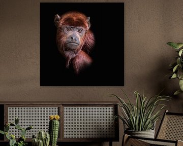 Red howler monkey on black background