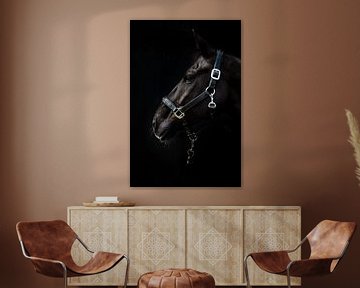 Le cheval noir 2 sur Pieter den Oudsten
