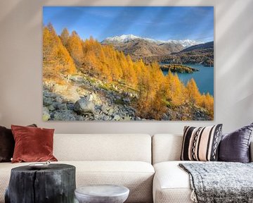Goldener Herbst am Silsersee im Engadin in der Schweiz