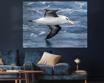 Adult Campbell Albatross (Thalassarche impavida) in flight by Beschermingswerk voor aan uw muur