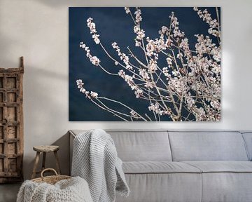 Branch almond blossom against a dark background by Judith van Wijk