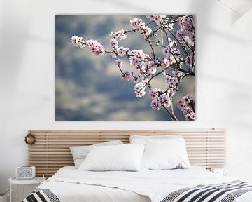 Almond blossom branch with light background by Judith van Wijk