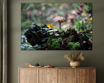 Eenzame paddenstoel in het bos van Peter de Kievith Fotografie