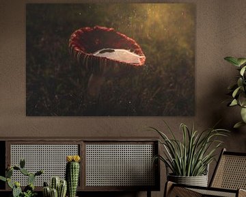 Rode Russula paddestoel in de regen | Herfst natuur fotografie van Denise Tiggelman
