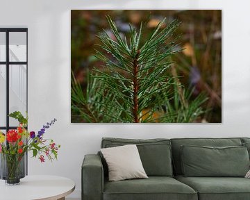Spruce branch with dewdrops