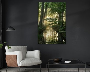 Wald-Reflexionen von Sander van der Werf