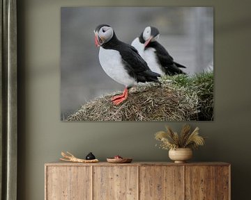 Twee puffins op een rots bij Bogarnes van Judith van Wijk