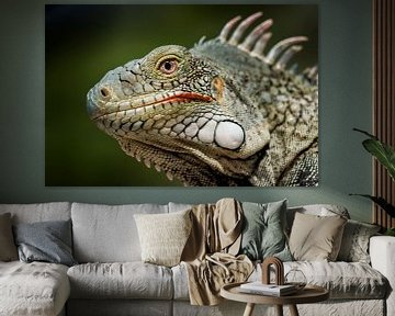 Green iguana - iguana by Keesnan Dogger Fotografie