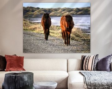 IJslandse paarden van Judith van Wijk