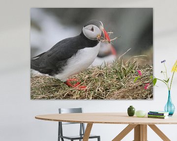 Puffin of Papegaaiduiker met gras in zijn snavel van Judith van Wijk