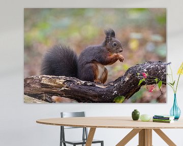 Écureuil dans la forêt avec des couleurs d'automne. sur Janny Beimers