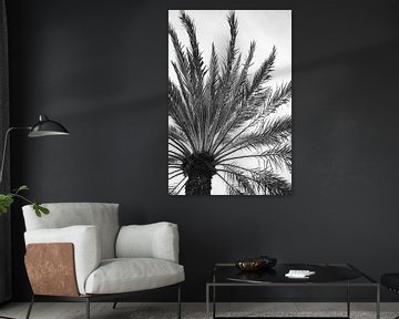 Palm tree Curaçao black and white by Tatiana Verbiesen