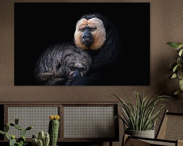 Twee apen op zwart achtergrond (witgezicht saki) van Jolanda Aalbers