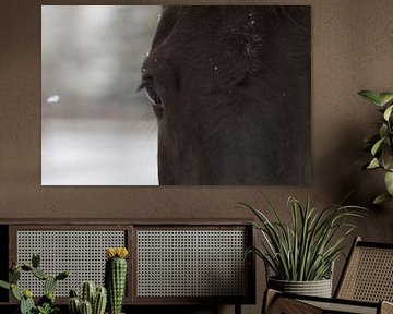 oog van het paard in een sneeuwlandschap