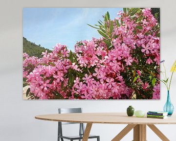 Roze oleander in Spanje van Judith van Wijk