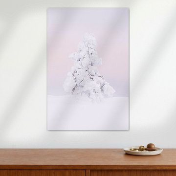 Snowy pine tree in wilderness of Finnish Lapland