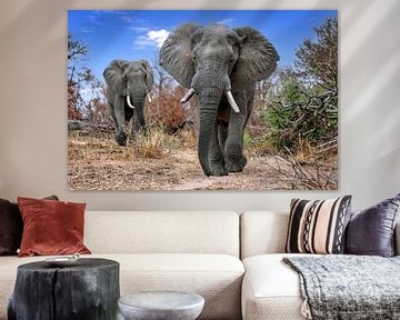 Olifanten in Kruger Nationaal Park Zuid-Afrika