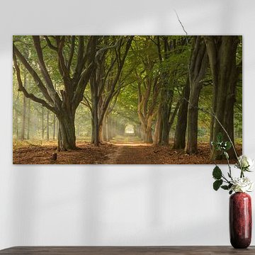 Op de Sallandse Heuvelrug