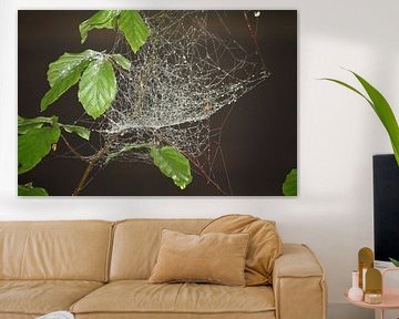Spinnenweb met ochtenddauw tussen beukenbladeren van Judith van Wijk