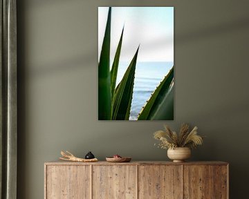 Agave bladeren aan de Middellandse Zee van Diana van Neck Photography