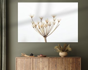 Plant op witte achtergrond