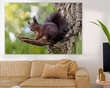 Squirrel on a branch in the forest. by Janny Beimers