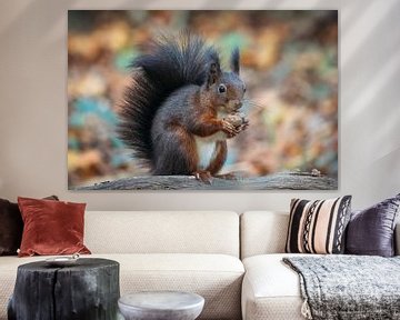 Eichhörnchen im Wald mit Herbstfarben. von Janny Beimers