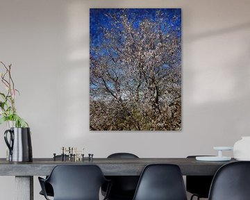 Almond Tree in Blossom with Blue Sky
