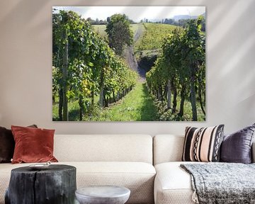 View among the vines in Luxembourg by Judith van Wijk