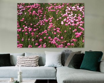 Veld vol roze klaverbloemen van Judith van Wijk