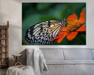 Image macro d'un papillon tropical sur une fleur colorée sur un fond gris