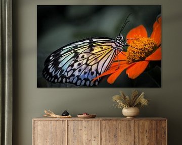 Macro beeld van een tropische vlinder op een gekleurde bloem tegen een grijze achtergrond van Wout Kok