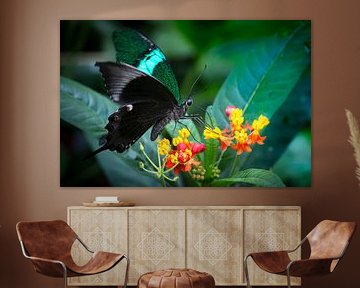 Macro image of a tropical butterfly on a coloured flower against a grey background by Wout Kok